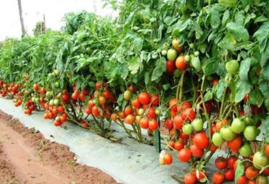 national news | national latest news | national latest hindi news | national news box bharat