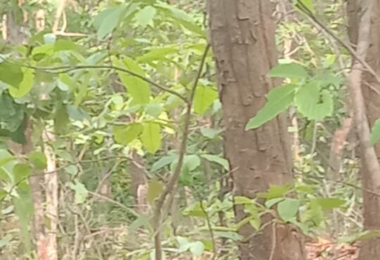 Jharkhand districts news | jharkhand latest news | jharkhand latest hindi news | jharkhand news box bharat