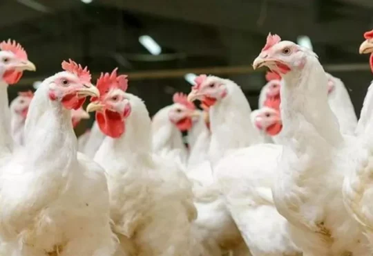 Jharkhand districts news | jharkhand latest news | jharkhand latest hindi news | jharkhand news box bharat