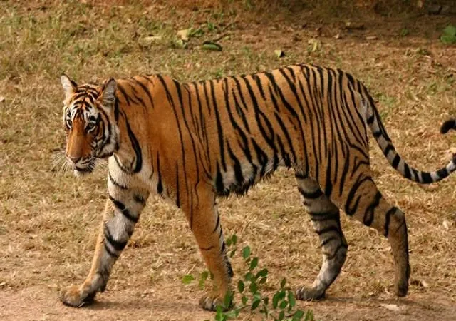 Jharkhand districts news | jharkhand latest news | jharkhand latest hindi news | jharkhand news box bharat