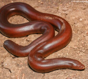 Jharkhand districts news | jharkhand latest news | jharkhand latest hindi news | jharkhand news box bharat