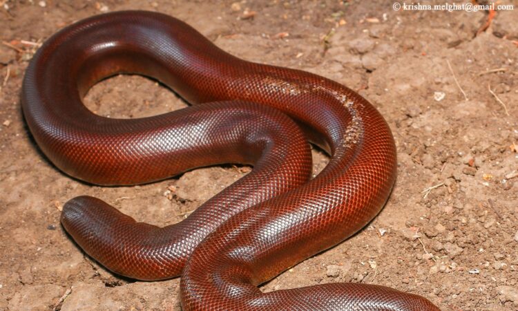 Jharkhand districts news | jharkhand latest news | jharkhand latest hindi news | jharkhand news box bharat