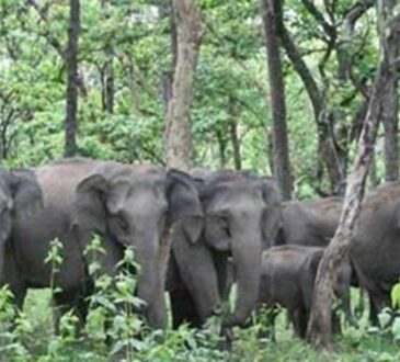 Jharkhand districts news | jharkhand latest news | jharkhand latest hindi news | jharkhand news box bharat