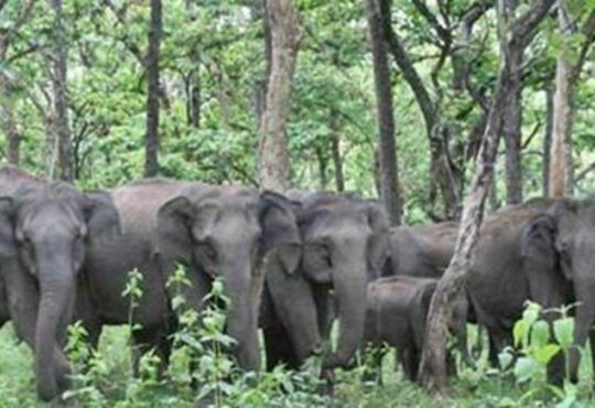 Jharkhand districts news | jharkhand latest news | jharkhand latest hindi news | jharkhand news box bharat