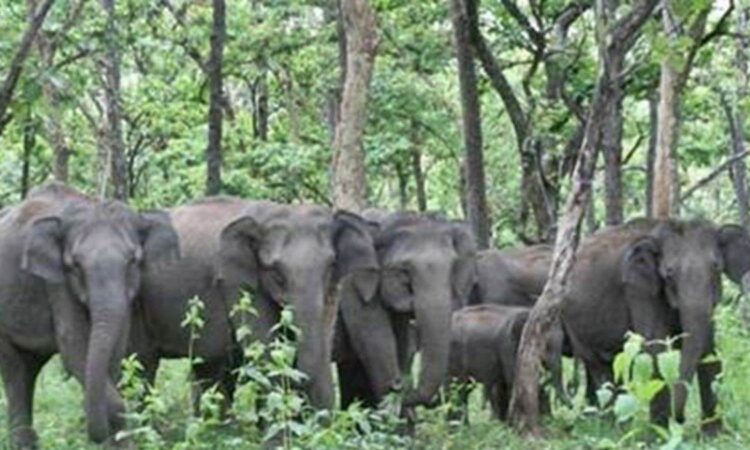 Jharkhand districts news | jharkhand latest news | jharkhand latest hindi news | jharkhand news box bharat