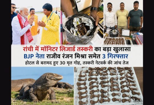 रांची के नटराज होटल से बरामद मॉनिटर लिजार्ड, वन विभाग की कार्रवाई और आरोपी राजीव रंजन मिश्रा की तस्वीररांची में मॉनिटर लिजार्ड तस्करी का बड़ा खुलासा, होटल से 30 मृत गोह बरामद, BJP नेता राजीव रंजन मिश्रा गिरफ्तार