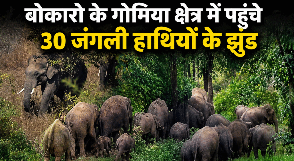 बोकारो के गोमिया क्षेत्र में पहुंचे 30 जंगली हाथियों के झुंड पर नजर रखती वन विभाग की टीम