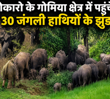 बोकारो के गोमिया क्षेत्र में पहुंचे 30 जंगली हाथियों के झुंड पर नजर रखती वन विभाग की टीम
