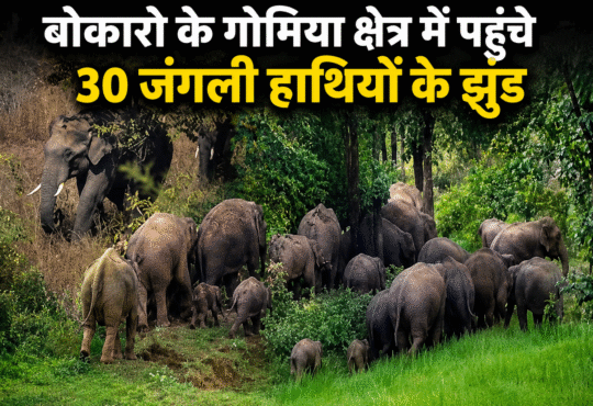 बोकारो के गोमिया क्षेत्र में पहुंचे 30 जंगली हाथियों के झुंड पर नजर रखती वन विभाग की टीम
