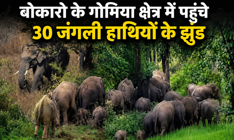 बोकारो के गोमिया क्षेत्र में पहुंचे 30 जंगली हाथियों के झुंड पर नजर रखती वन विभाग की टीम