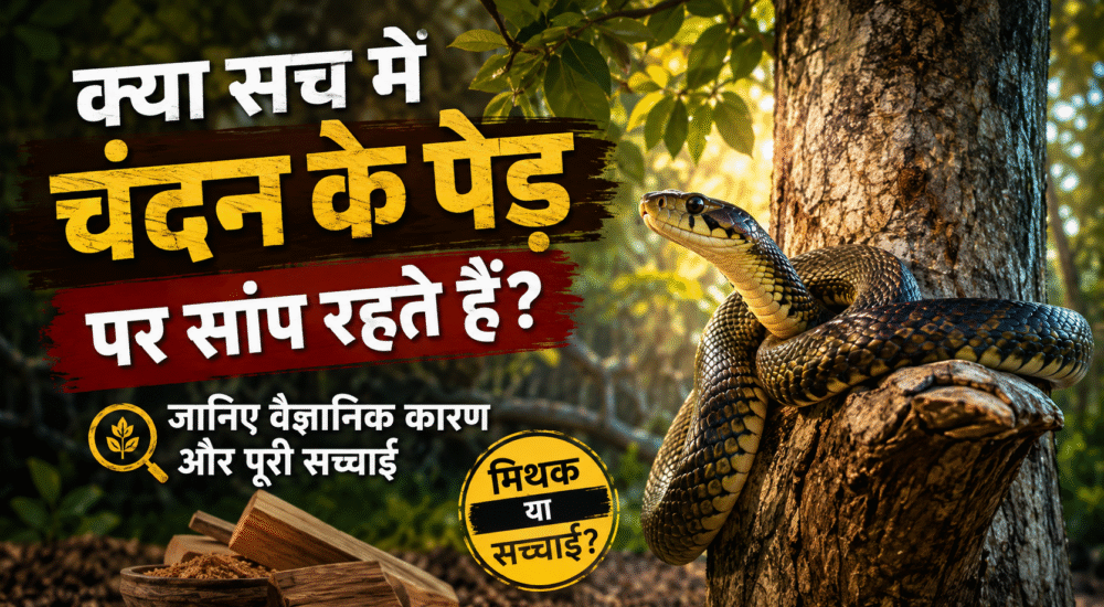 A snake resting near a sandalwood tree in a natural forest, illustrating the scientific facts behind the popular belief.