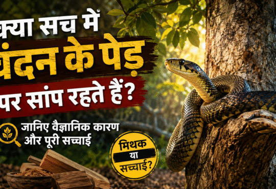 A snake resting near a sandalwood tree in a natural forest, illustrating the scientific facts behind the popular belief.