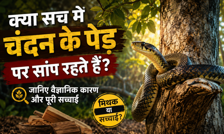 A snake resting near a sandalwood tree in a natural forest, illustrating the scientific facts behind the popular belief.