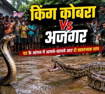 घर के आंगन में आमने-सामने खड़े किंग कोबरा और विशाल अजगर का प्रतीकात्मक दृश्य।