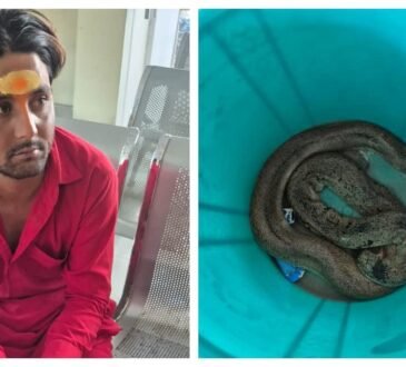 रांची के लालपुर थाना क्षेत्र में बरामद दुर्लभ रेड सैंड बोआ सांप, मामले की जांच में जुटी पुलिस और वन विभाग की टीम