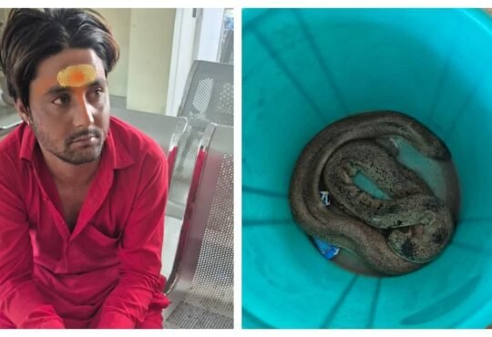 रांची के लालपुर थाना क्षेत्र में बरामद दुर्लभ रेड सैंड बोआ सांप, मामले की जांच में जुटी पुलिस और वन विभाग की टीम